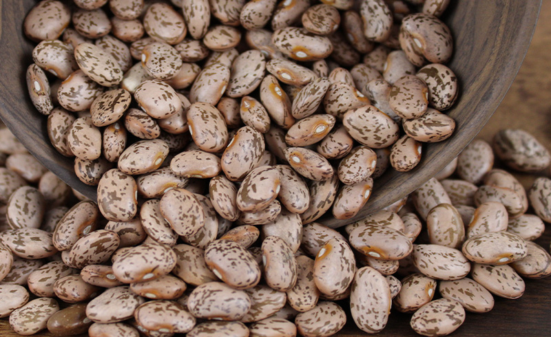 Premium pinto bean seeds for sale