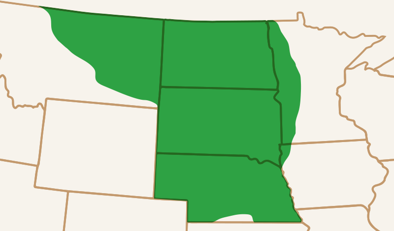 Meridian Seeds Map Yellow Field Pea AAC Beyond